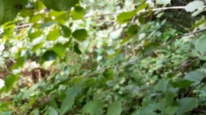 Сбор орехов в московской области в 2022г.Лес сбор лесного ореха.Лещина.Медвежий орех.Куст орешника