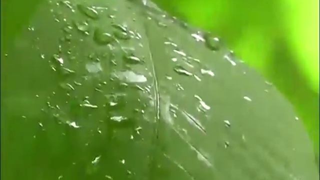 24 часа 25 06 2015 Маньчжурский орех смотреть онлайн