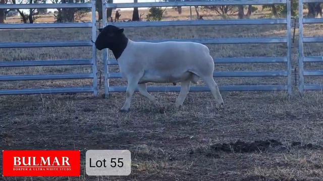 Eastern Region Sale - Bulmar Lot 55 смотреть онлайн