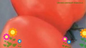 Томат обыкновенный Баловень Судьбы. Краткий обзор, описание характеристик, где купить семена