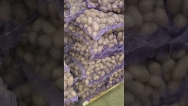 Картофель оптом из Брянской области сорт королева Анна