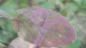 Мята водная (Mentha aquatica)