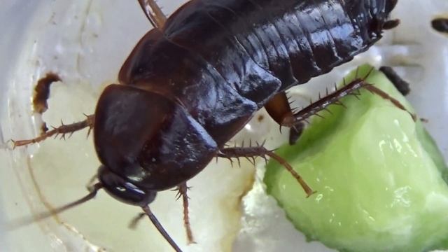 Big Black Cockroach Blatta orientalis (Blattoptera) in Ankara, Turkiye. What Does It Feed On? смотреть онлайн