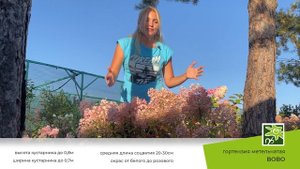 Гортензия Бобо: описание одного из первых компактных сортов