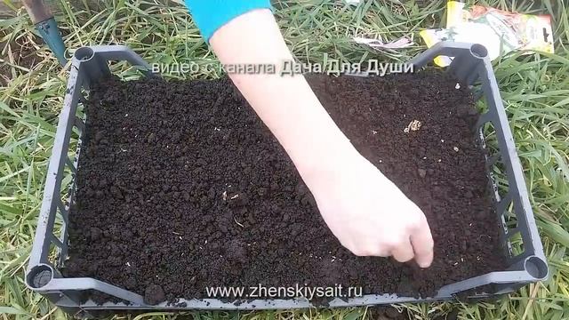 Любимые БАРХАТЦЫ: варианты посева на рассаду! смотреть онлайн