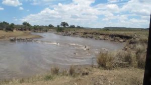 Часть 3 . Зебры переходили реку , а крокодилы их жрали