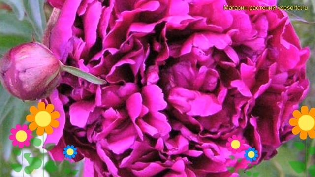 Пион многоцветковый. Краткий обзор, описание характеристик paeonia lactiflora Антей смотреть онлайн