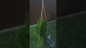 Укрываем туи на зиму. Чтобы весенний мокрый снег не поломал ветки.