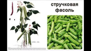 Детские презентации  Сельскохозяйственные культуры