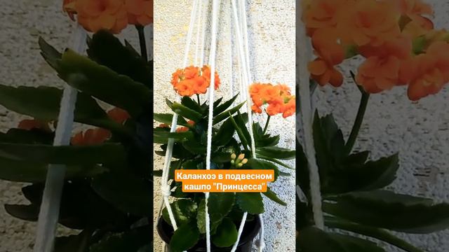 Настоящая принцесса | каланхоэ смотреть онлайн
