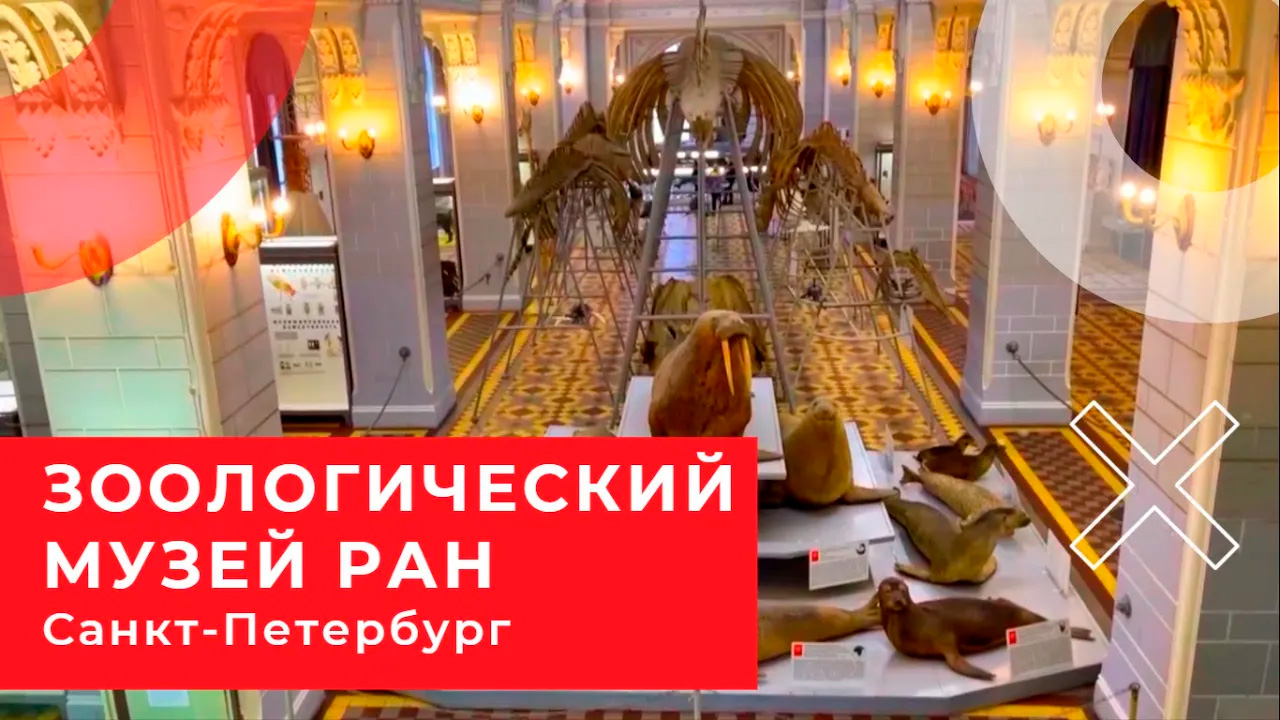 ЗООЛОГИЧЕСКИЙ МУЗЕЙ РАН | Санкт-Петербург | Обкультурились смотреть онлайн