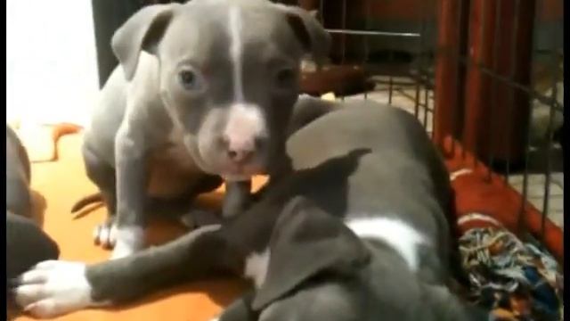 Милые щенки смотреть онлайн