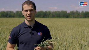Как повысить урожайность и качество зерновых?