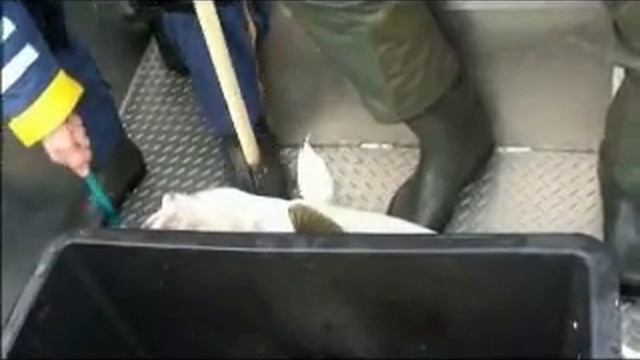 Димон Ильковский тяганул треску на 16 кило в Норвежских фьордах mpg смотреть онлайн