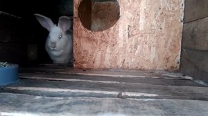 Кролики,Содержание,Обновление маточного поголовья.