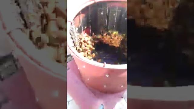 Utilaj de curatit migdal si nuci\устройство для чистки миндаля и грецкого ореха смотреть онлайн