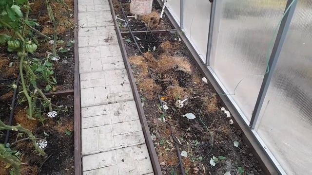 Огородные дела. Вырезаем малину и наводим порядок в теплице