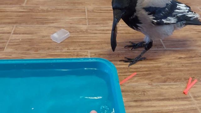 ТРИ ВОРОНЫ УСТРОИЛИ БЕСПРЕДЕЛ В ДОМЕ смотреть онлайн