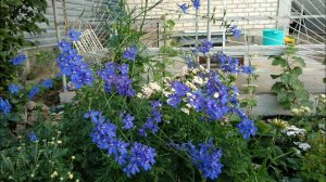 Дельфиниумы. Саженцы из семян. Особенности ухода. Болезни и недостатки.