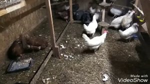 КУРЫ НЕСУТСЯ ЗИМОЙ КАК ЛЕТОМ. ЗИМНЕЕ СОДЕРЖАНИЕ НЕСУШЕК.