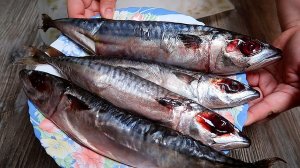 Золотистая Скумбрия. Снова "отваливаем башку" скумбрии. Как засолить скумбрию в домашних условиях.