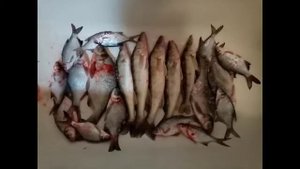 рыбалка на реке Кострома