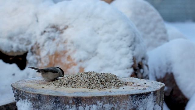 Обыкновенная зеленушка  ~ European greenfinch ~ Chloris chloris ~  Bird watching at home  ~  CAT TV