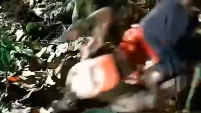 Фантастика   Приключения   Семейный  Приключения на Амазонке 2001