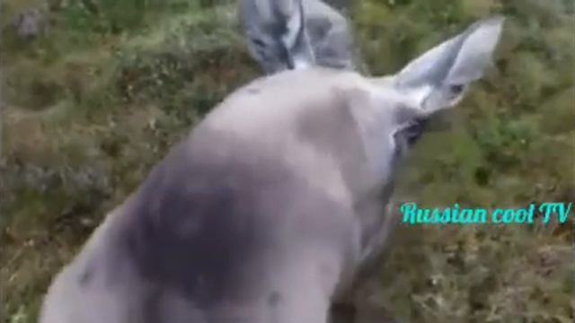 Лось и квадрокоптер смотреть онлайн