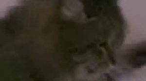 Много ли Котёнку надо...