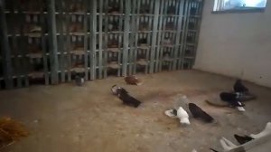 голуби.Александра.(Липецкого)Грибановский.район.Воронежской.обл.