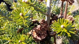 Корейская пихта.Сбор семян.