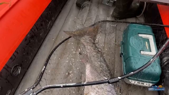 #Чавыча 2022, начало сезона рыбалки на чавычу на Камчатке