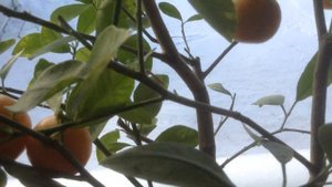 Каламондин в горшке. Сбор урожая.