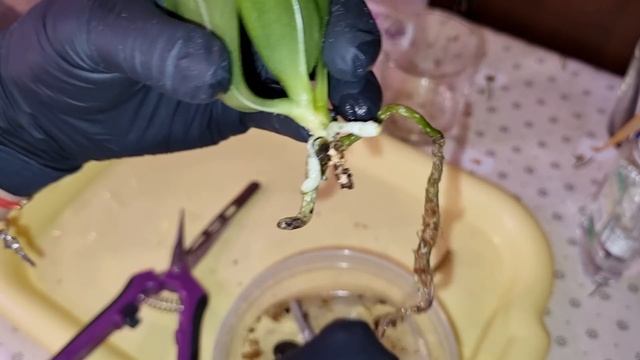 ПОСАДКА ОРХИДЕИ из Посылки | Phal. YangYang Blueberry × violacea var. Indigo(clone) смотреть онлайн