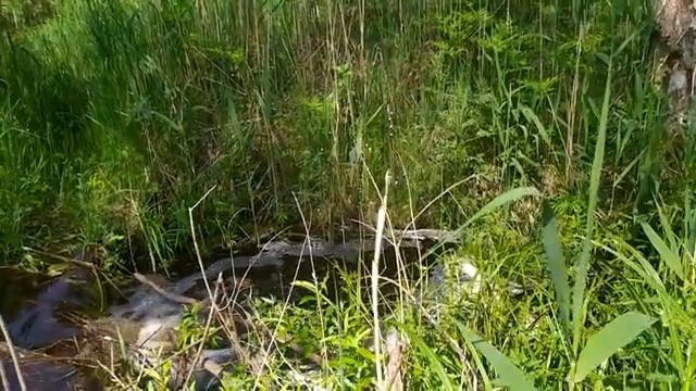 На нетронутый участок за металлом. Разведка дороги. Тонем в болоте. ЧАСТЬ 1 смотреть онлайн