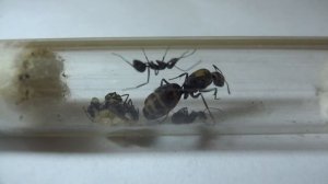 Кампонотус париус (Camponotus parius) Экзотический вид муравьев  Муравьи дома.  Муравьиная ферма.