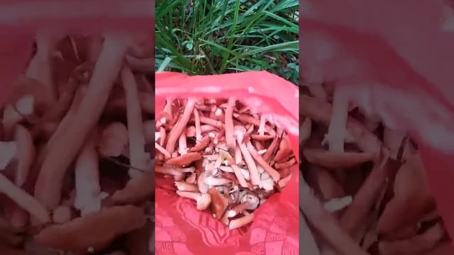 Это Опята, ребята. смотреть онлайн