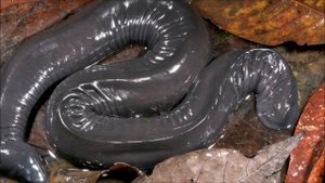 Червяга. Одно из самых удивительных существ на планете