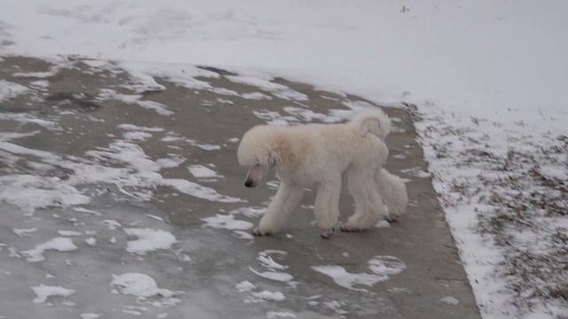 Речотто Лакшери Стар 11 февраля 2024 смотреть онлайн