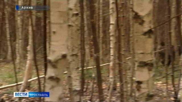 В Ярославской области зарегистрирован случай африканской чумы свиней смотреть онлайн