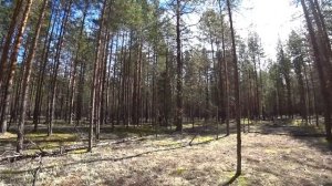 Грибалка 2020. Первые боровики, начало выхода белых!!!!!! #Грибалка #Боровики #Белыегрибы #Лес #Бор