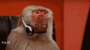 Обезьяна за компьютером