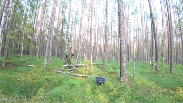 Мое понимание философии леса. Собираем моховики. смотреть онлайн