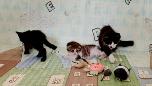 Три маленьких котенка весело играют. Часть 5