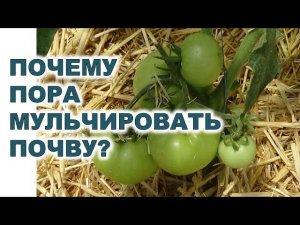 Когда и почему нужно мульчировать почву в теплице?When to mulch the soil in a greenhouse?