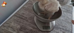 Цыплята бройлеры 2 недели вес Кобб-500