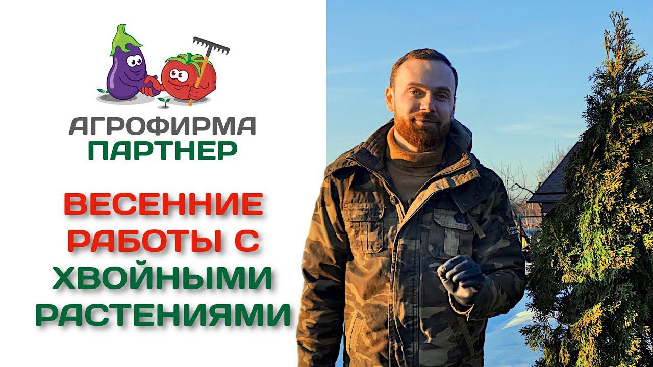 Весенние работы с хвойными растениями
