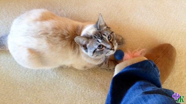 «Не гладят, не целуют!» - домашний котик не понимал, почему на него перестали обращать внимание смотреть онлайн