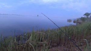 Рыбалка Утром в Камышах на Реке Волге Ловля с Берега на Донку Закидушку Голавль